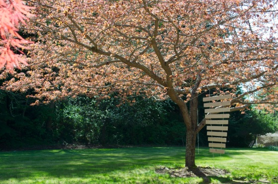xylophone cherry tree